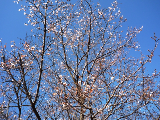 a0127090_21302578.jpg
