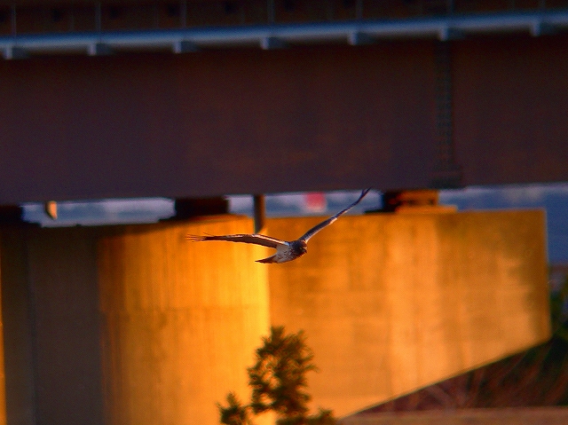 c0213690_313257.jpg