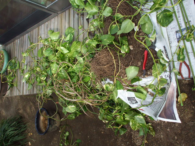 b0096418_22234625.jpg