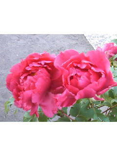 f0182920_1444913.jpg