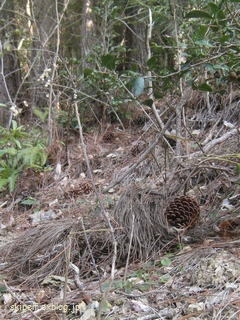 c0134734_1305999.jpg