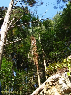 c0134734_1311562.jpg