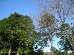 c0134734_132835.jpg