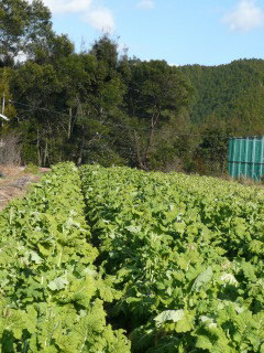 f0055264_30759.jpg