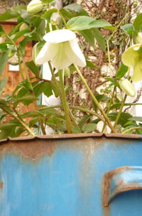 f0166982_1811780.jpg