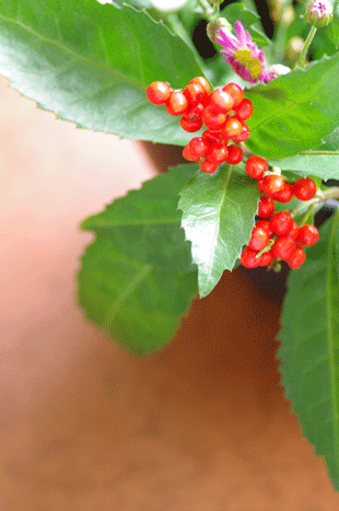 c0207596_2114437.gif