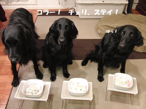 c0050400_1728281.jpg