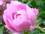 b0086909_10355861.jpg