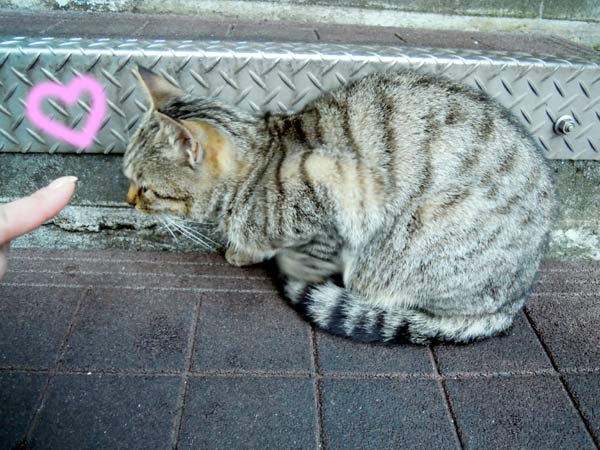 癒しの猫ニャン リターンズ！！ 2010