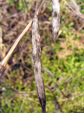 e0015915_16173218.jpg