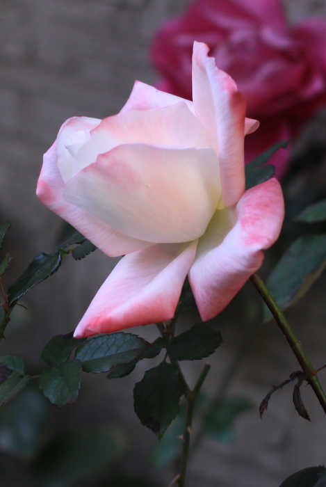 b0165522_22322930.jpg