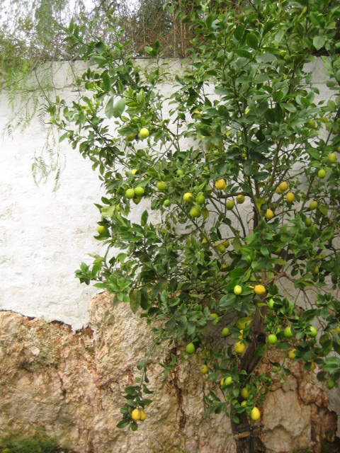 d0147727_2333435.jpg
