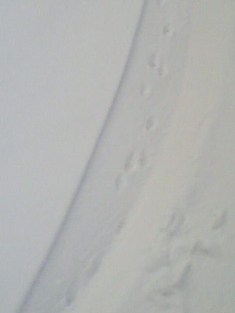 c0201450_172117.jpg