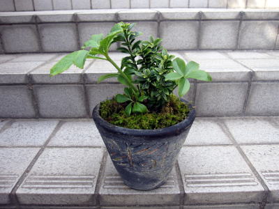 c0147952_20401990.jpg