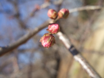 c0097558_16183084.jpg