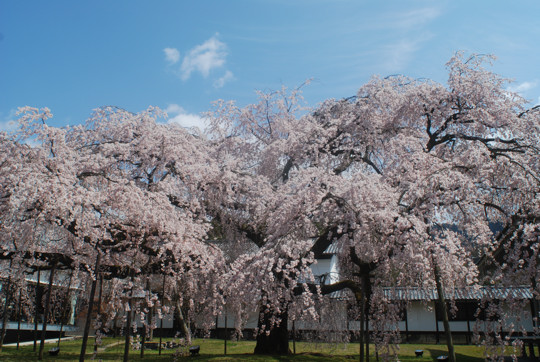 e0113562_821511.jpg