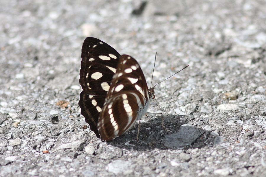 a0094850_10324060.jpg