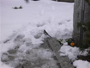 f0001378_1961027.jpg