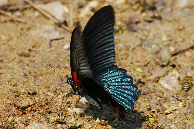 f0090680_2058453.jpg