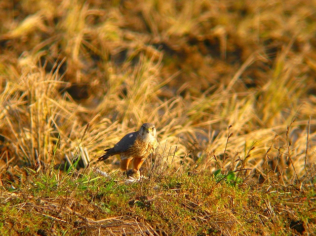 c0213690_3222632.jpg