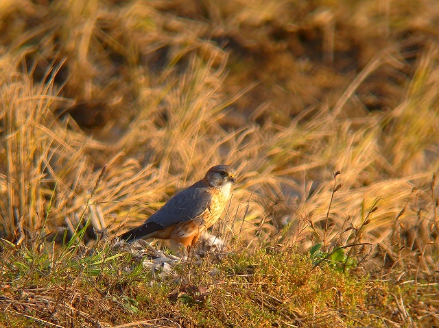 c0213690_322513.jpg