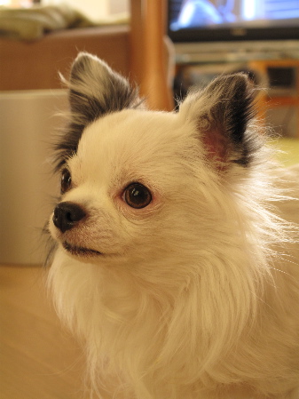 a0079803_17451885.jpg