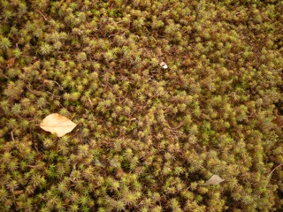 b0183911_12192550.jpg