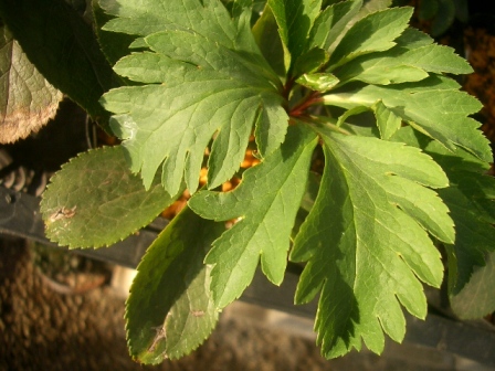 c0025140_22153798.jpg