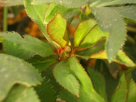 c0025140_22154735.jpg