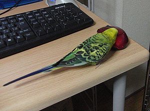 f0196665_101066.jpg