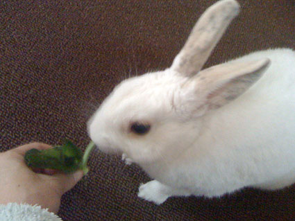 f0201191_1134476.jpg