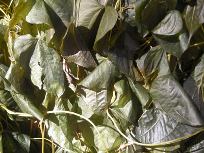 d0000995_1147441.jpg