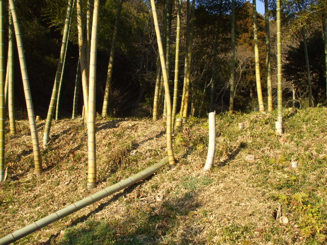 b0096418_1151520.jpg