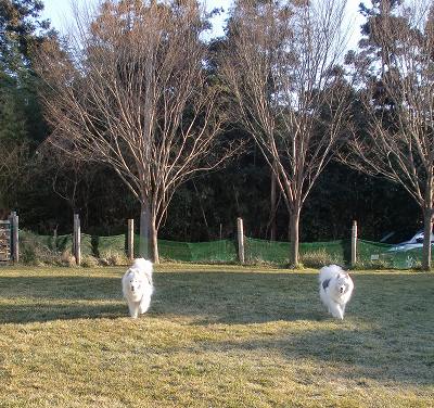 e0196135_20135128.jpg