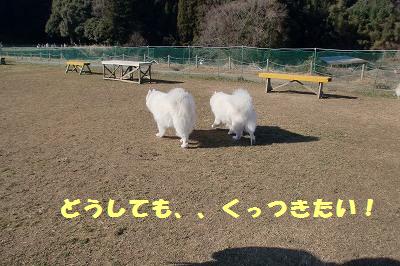 e0196135_20151084.jpg