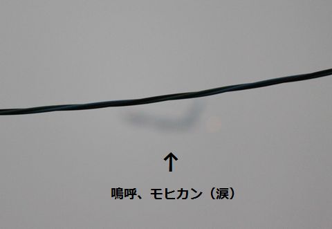 a0090451_040772.jpg