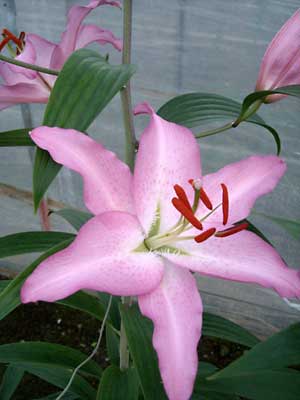 e0097770_2272261.jpg