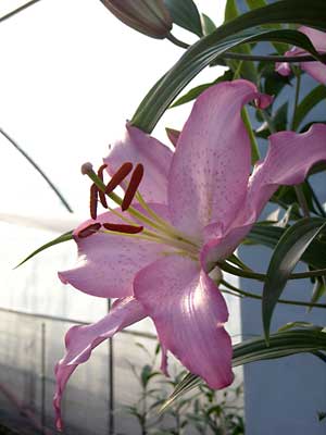e0097770_2273123.jpg