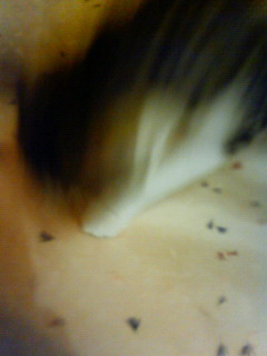 c0135480_23384563.jpg