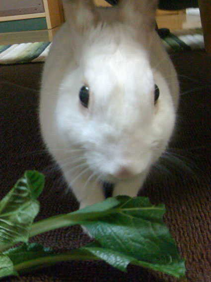 f0201191_4505537.jpg
