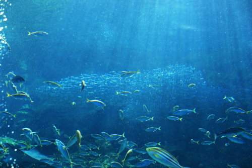 f0093592_011738.jpg