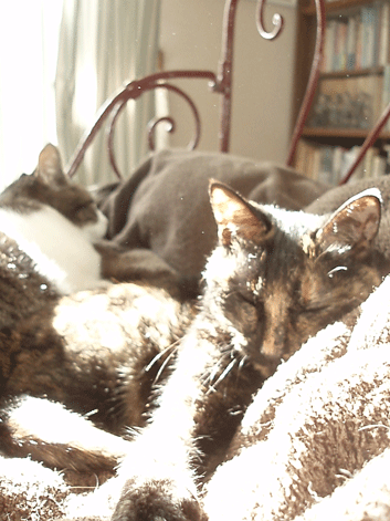 c0129702_1617698.gif