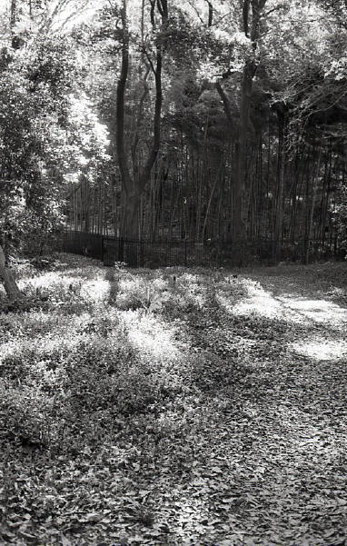 c0171206_1675160.jpg