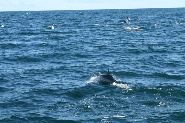 f0161318_163626.gif