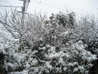 f0139520_1753799.jpg