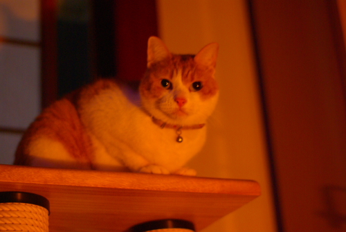a0067056_185260.jpg