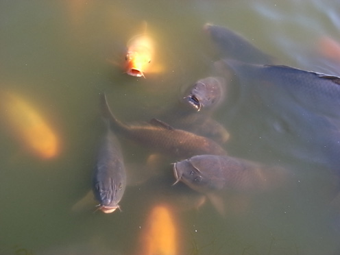 e0043700_22224529.jpg