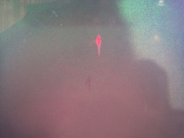 f0202703_22321431.jpg