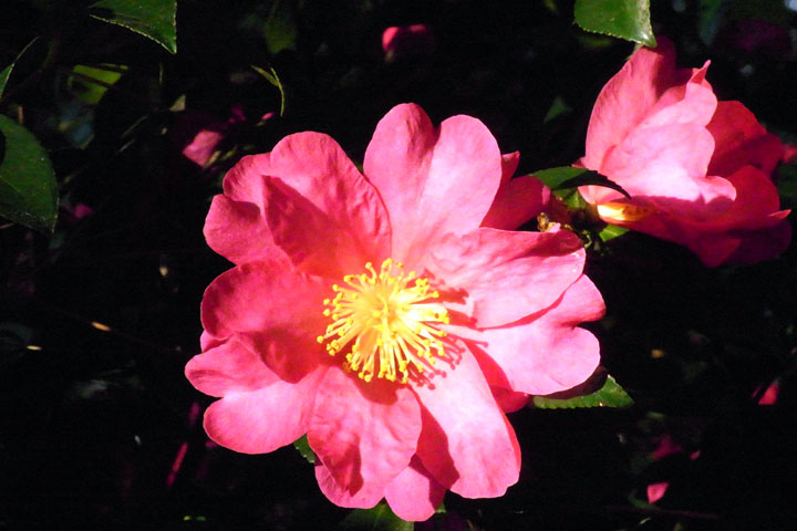 e0083517_323178.jpg