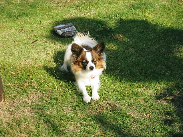 a0149240_11482380.jpg